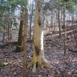Location: Reading, PA in Nolde Forest
Date: 2023-01-24
trunk of mature tree in middle of photo