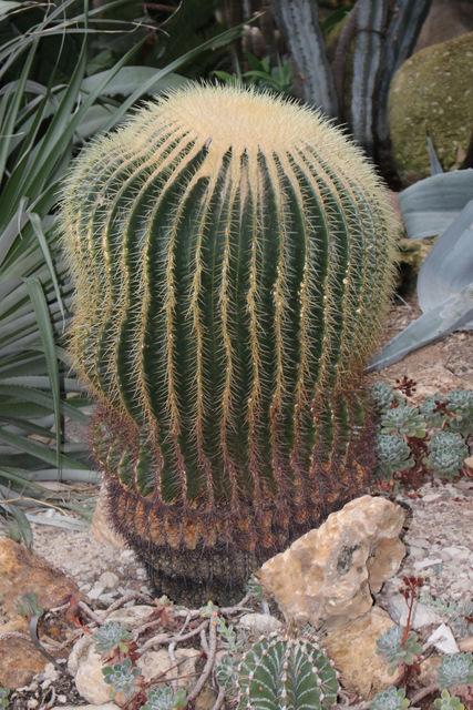 Photo of Golden Barrel Cactus (Kroenleinia grusonii) uploaded by RuuddeBlock