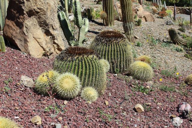 Photo of Golden Barrel Cactus (Kroenleinia grusonii) uploaded by RuuddeBlock