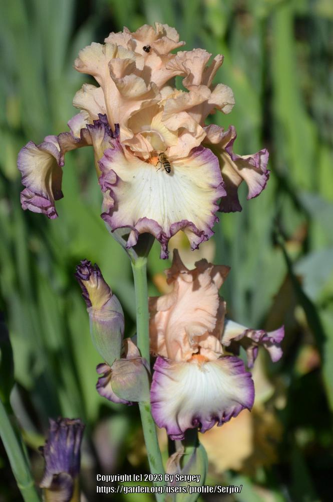 Photo of Tall Bearded Iris (Iris 'Comfortable') uploaded by Serjio