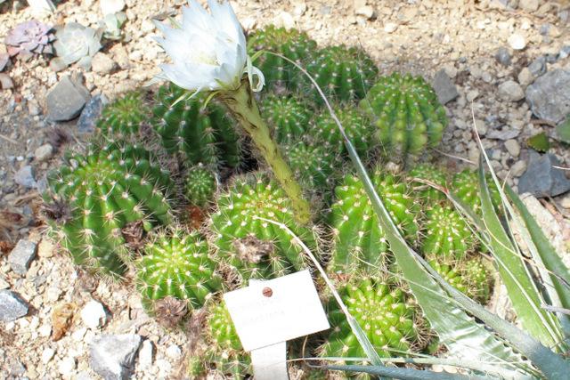 Photo of Shining Ball Cactus (Echinopsis calochlora) uploaded by RuuddeBlock
