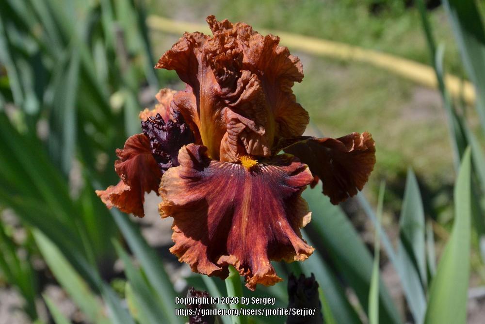 Photo of Tall Bearded Iris (Iris 'Chestnuts Roasting') uploaded by Serjio