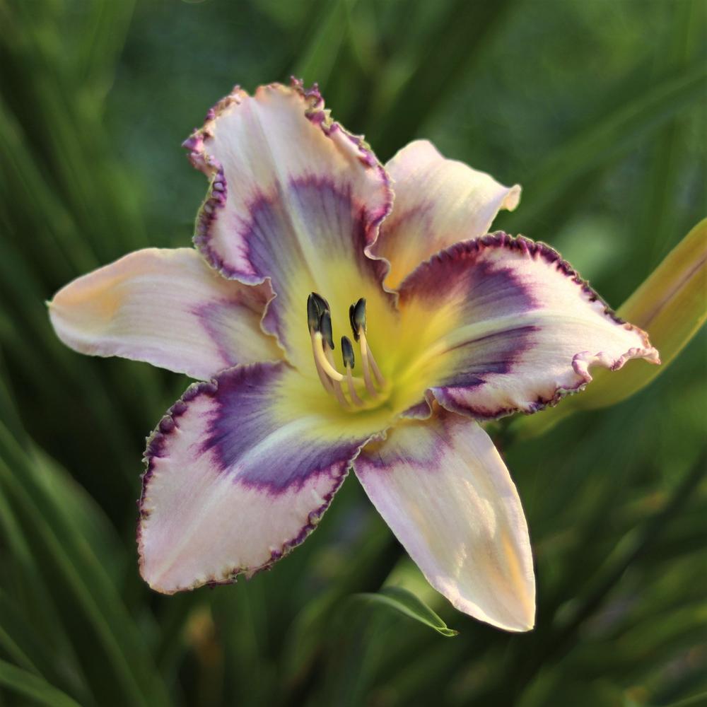 Photo of Daylily (Hemerocallis 'Destined to See') uploaded by blue23rose