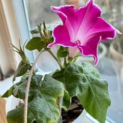 Location: Wilmington, Delaware USA
A single flower form of a kikyo type Japanese morning glory