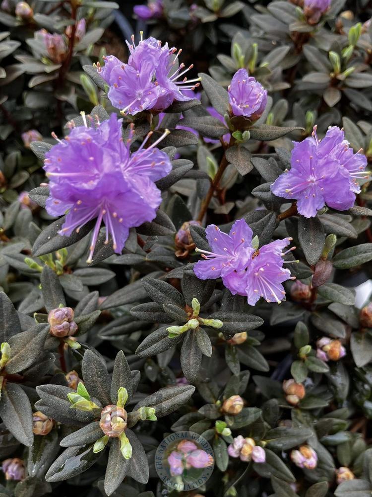 Photo of Rhododendron 'Purple Gem' uploaded by Hamwild