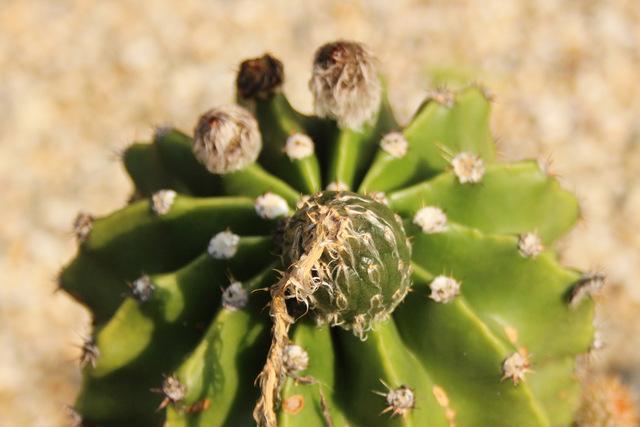 Photo of Sea-Urchin Cactus (Echinopsis oxygona) uploaded by RuuddeBlock