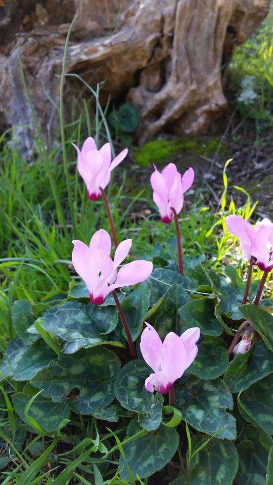 Photo of Sowbread (Cyclamen) uploaded by Edvinas
