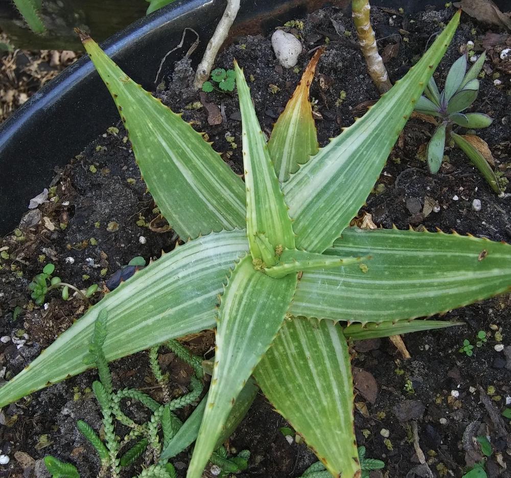 Photo of Soap Aloe (Aloe maculata) uploaded by purpleinopp