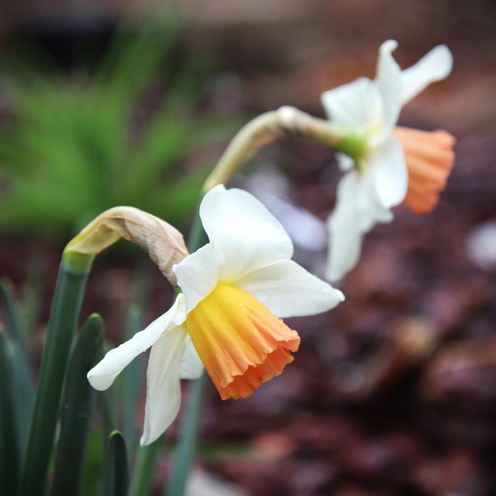 Photo of Large-cupped Daffodil (Narcissus 'Romance') uploaded by LoriMT