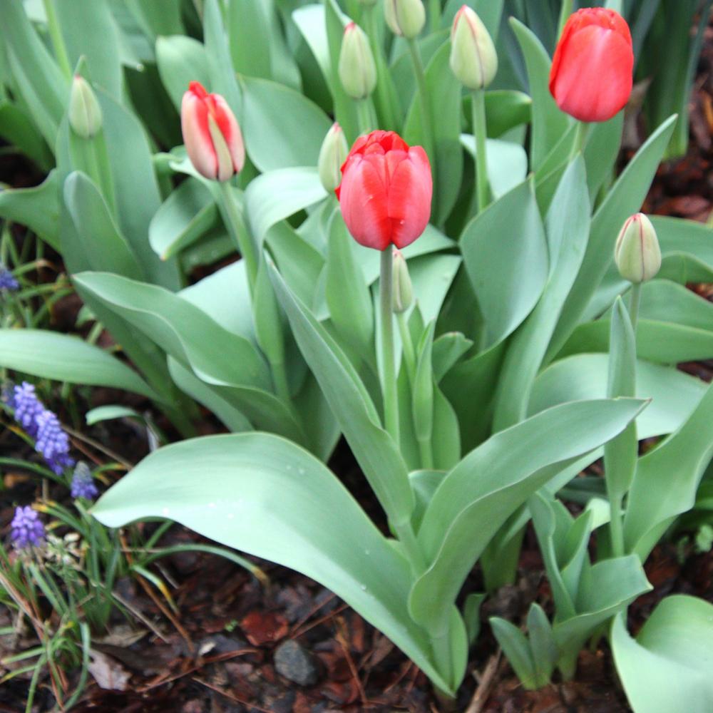 Photo of Darwin Hybrid Tulip (Tulipa 'Red Impression') uploaded by LoriMT