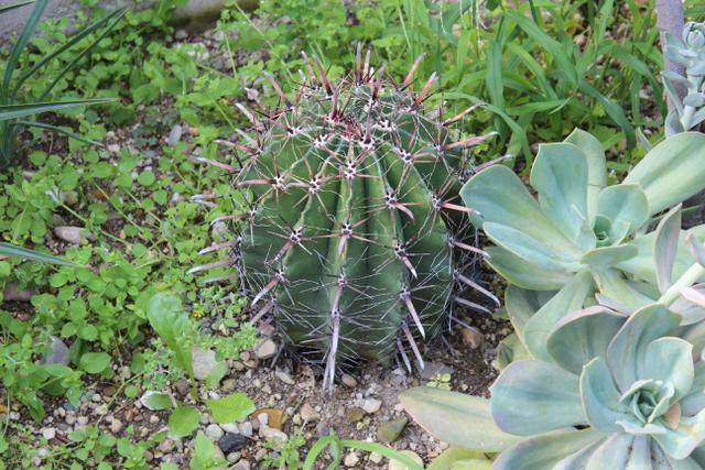 Photo of Arizona Barrel Cactus (Ferocactus wislizeni) uploaded by RuuddeBlock