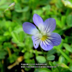 Location: Aberdeen, NC (my garden 2022)
Field violet #376; RAB p. 723, 130-2-28; LHB p. 683, 133-1-?; AG 