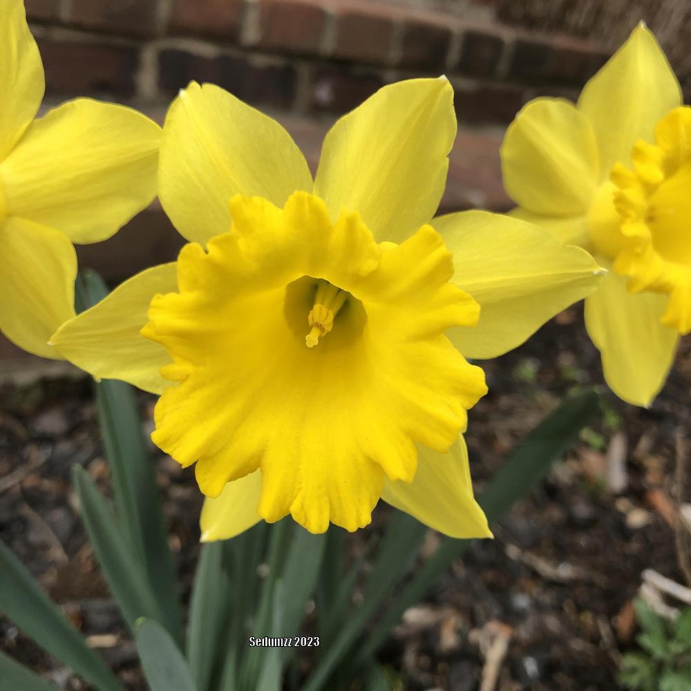 Photo of Trumpet Narcissus (Narcissus 'King Alfred') uploaded by sedumzz