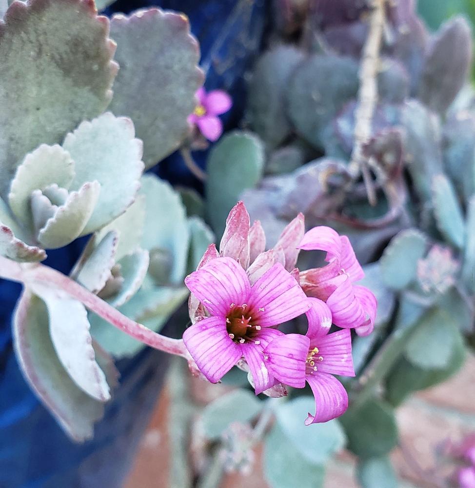 Photo of Flower Dust Plant (Kalanchoe pumila) uploaded by CaliforniaPeach