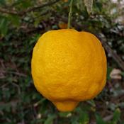 Possibly a Verna Lemon