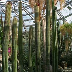 Location: Botanical Garden of Berlin
Date: 2012-07-23