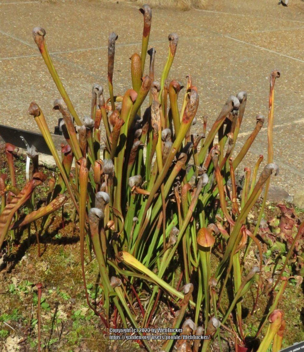 Photo of Hooded Pitcher Plant (Sarracenia minor) uploaded by WebTucker