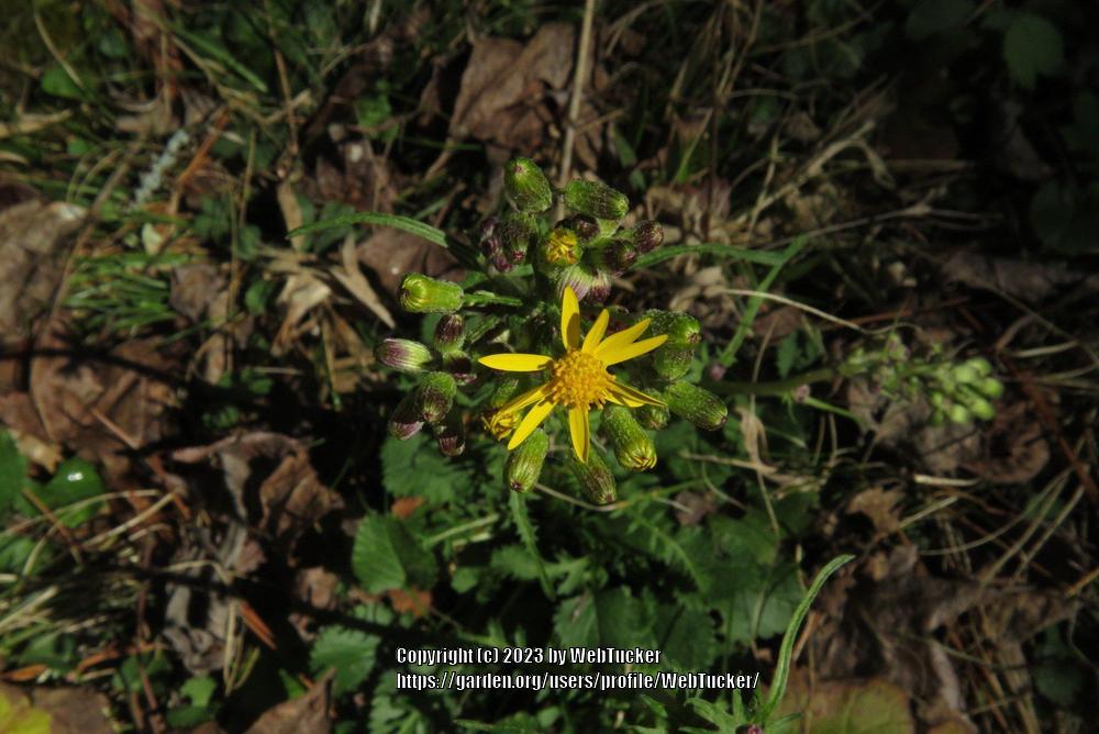 Photo of Golden Ragwort (Packera aurea) uploaded by WebTucker