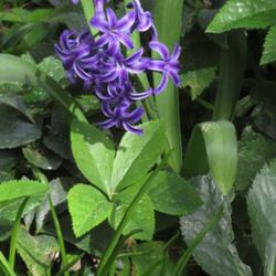 Location: Southern Pines, NC (Boyd House garden)
Date: March 1, 2023
Oriental Hyacinth #173 nn; LHB  p. 234, 33-46-1, "An early Greek 