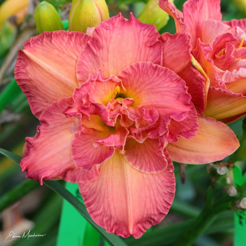 Photo of Daylily (Hemerocallis 'Dinner and a Movie') uploaded by Edvinas