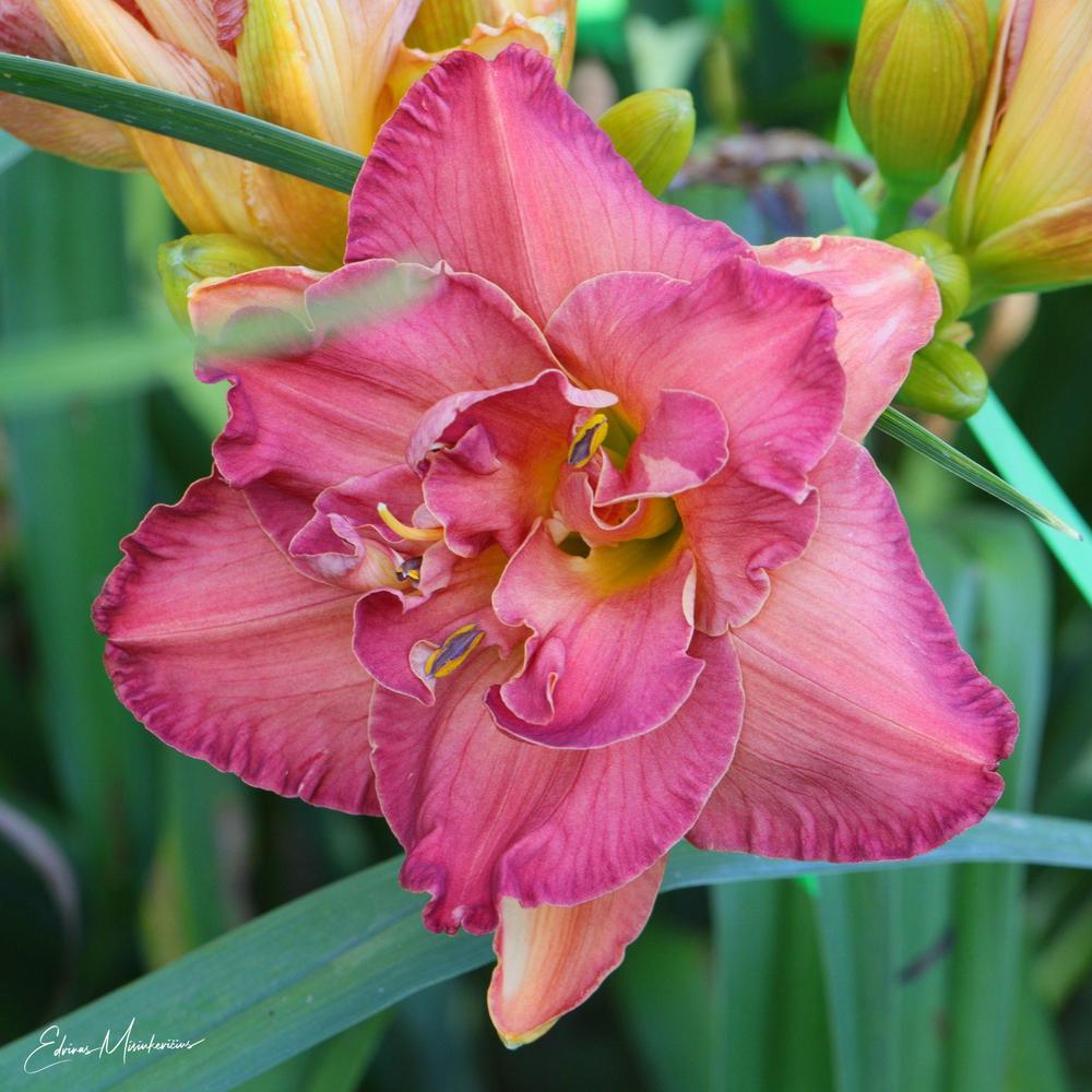 Photo of Daylily (Hemerocallis 'Dinner and a Movie') uploaded by Edvinas