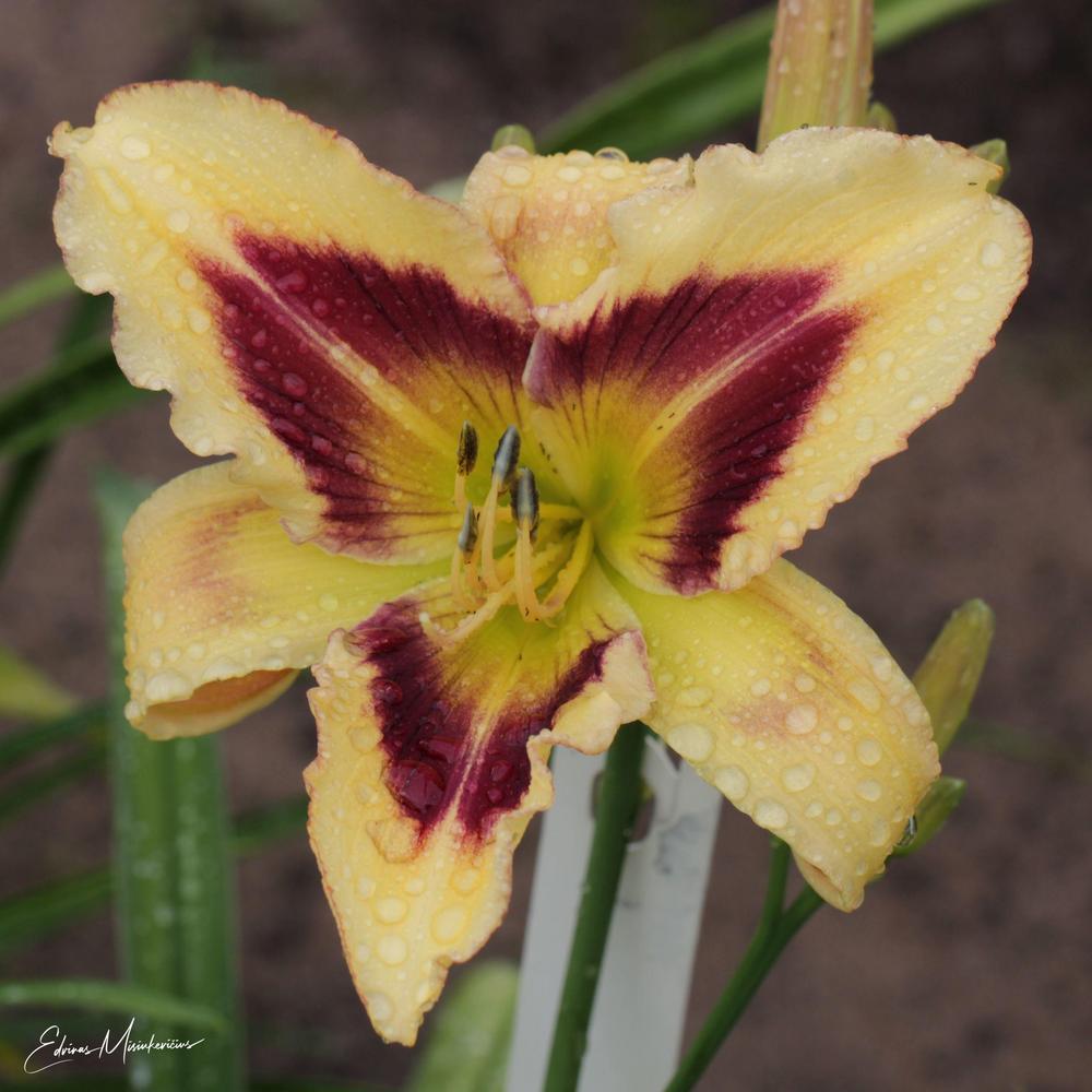 Photo of Daylily (Hemerocallis 'D for Diddly') uploaded by Edvinas