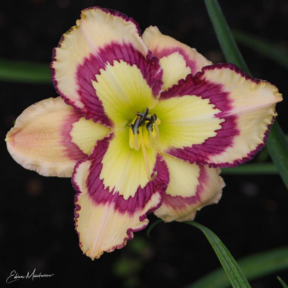 Photo of Daylily (Hemerocallis 'Violet Stained Glass') uploaded by Edvinas