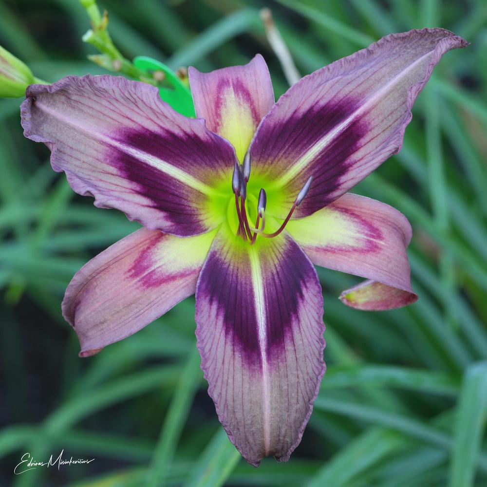 Photo of Daylily (Hemerocallis 'Starman's Quest') uploaded by Edvinas