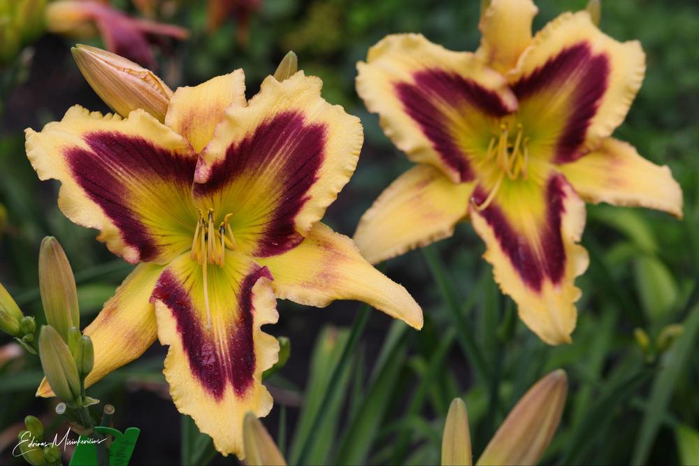 Photo of Daylily (Hemerocallis 'D for Diddly') uploaded by Edvinas