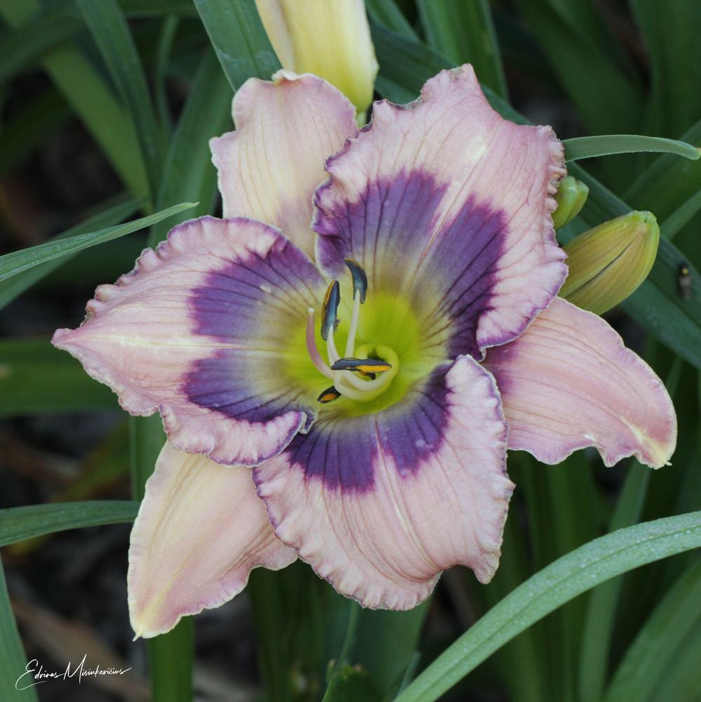 Photo of Daylily (Hemerocallis 'Yesterday, Today And Tomorrow') uploaded by Edvinas