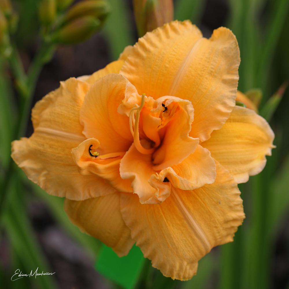 Photo of Daylily (Hemerocallis 'Country Pride') uploaded by Edvinas