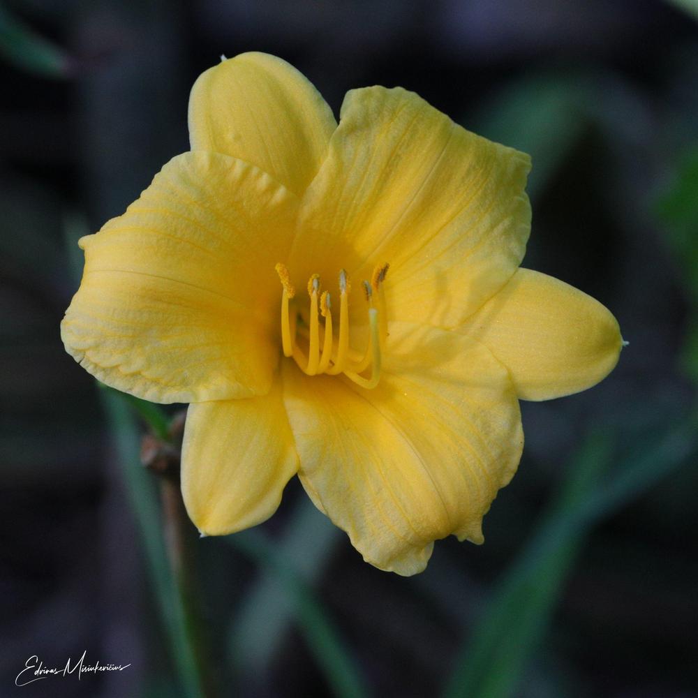 Photo of Daylily (Hemerocallis 'Stella de Oro') uploaded by Edvinas