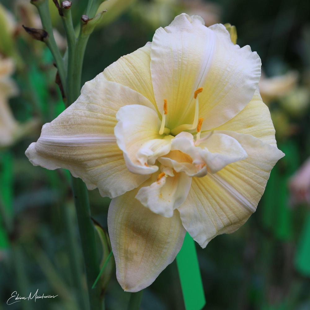 Photo of Daylily (Hemerocallis 'Vanilla Fluff') uploaded by Edvinas