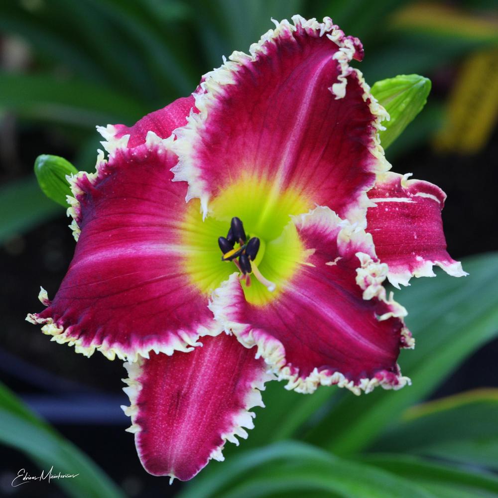 Photo of Daylily (Hemerocallis 'Shark Infested Waters') uploaded by Edvinas