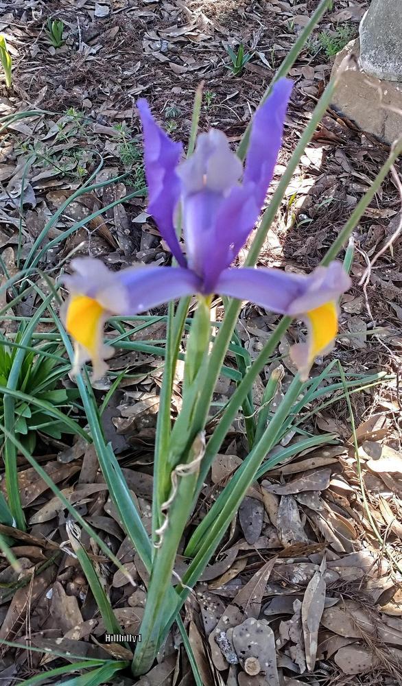 Photo of Dutch Iris (Iris 'Miss Saigon') uploaded by HoodLily