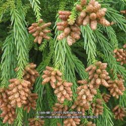 Location: Southern Pines, NC ( SW Broad)
Date: March 2, 2023
Japanese cedar #184 nn; LHB p. 118, 17-4-1, "Greek for 'hidden' a