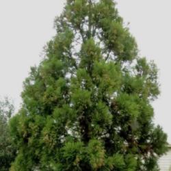 Location: Southern Pines, NC (SW Broad)
Date: March 2, 2023
Japanese cedar #184 nn; LHB p. 118, 17-4-1, "Greek for 'hidden' a