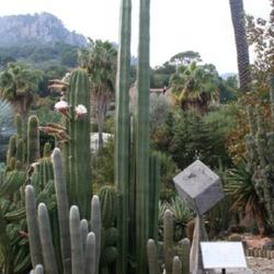 Location: Jardi Botanic de Soller - Mallorca
Date: 2010-11-06