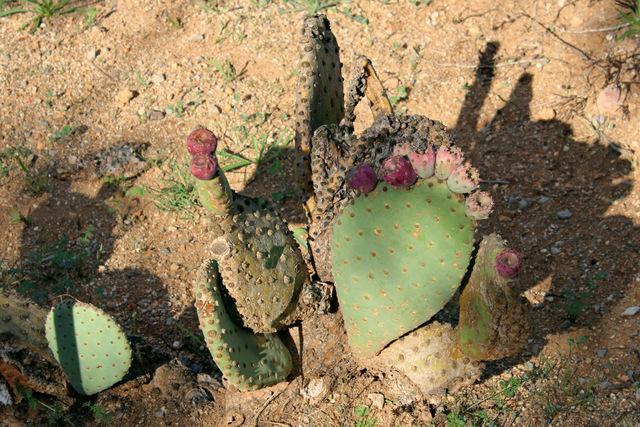 Photo of Beavertail Cactus (Opuntia basilaris) uploaded by RuuddeBlock
