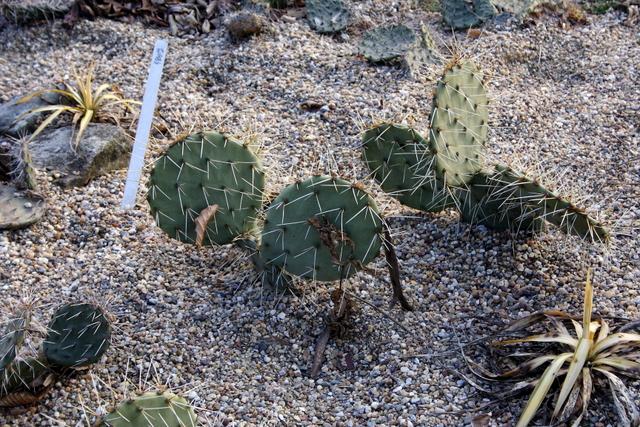 Photo of Engelmann's Prickly Pear Cactus (Opuntia engelmannii) uploaded by RuuddeBlock