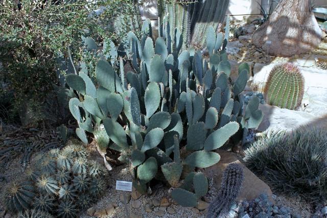 Photo of Beavertail Cactus (Opuntia basilaris) uploaded by RuuddeBlock