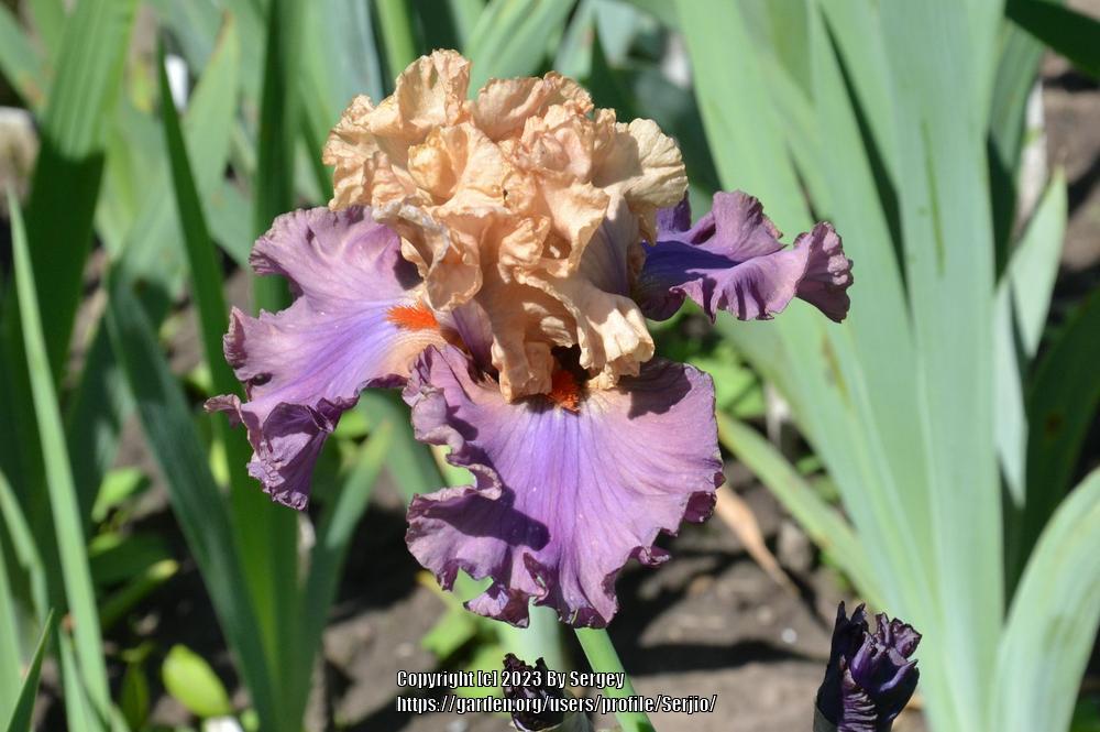 Photo of Tall Bearded Iris (Iris 'Air of Mystery') uploaded by Serjio