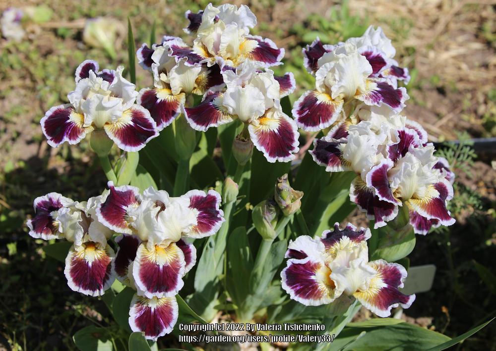 Photo of Standard Dwarf Bearded Iris (Iris 'Nine Lives') uploaded by Valery33