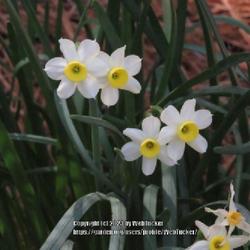 Location: Sandhills Horticultural Gardens Southern Pines, NC
Date: March 7, 2023
Bunch Daffodil #189 nn; LHB p. 25935-31-8.Daffodil #163 nn; LHB p