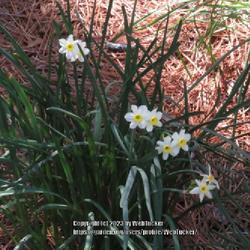 Location: Aberdeen, NC (my garden 2022)
Watch daffodils #189. LHP  259, 3335-31-8.Daffodil #163 nn; LHB p