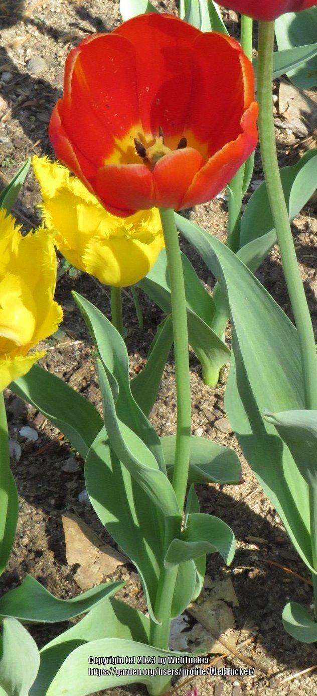 Photo of Tulips (Tulipa) uploaded by WebTucker