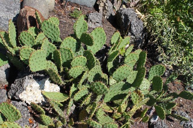 Photo of Eastern Prickly Pear (Opuntia humifusa) uploaded by RuuddeBlock
