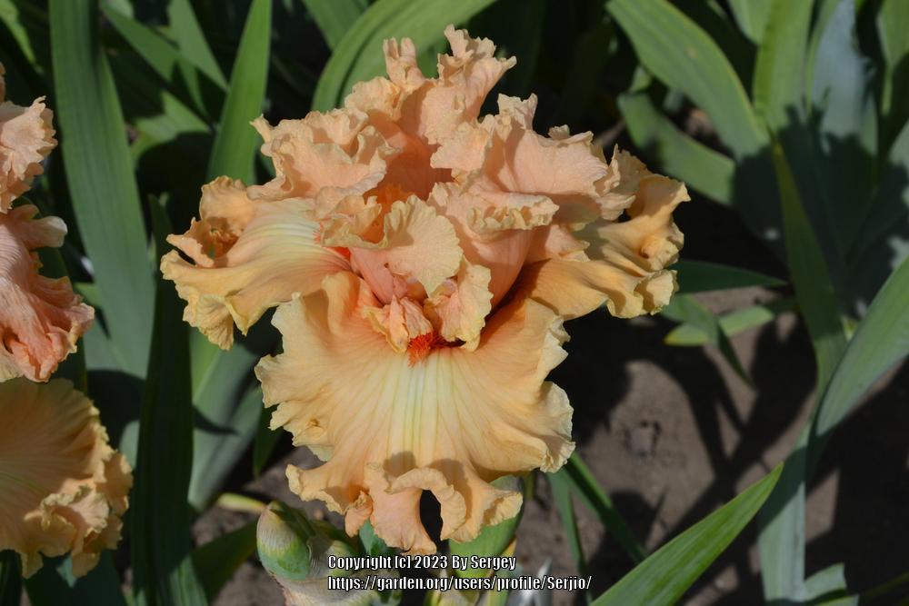 Photo of Tall Bearded Iris (Iris 'Coralina') uploaded by Serjio