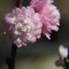 Flowering Almond #190 nn; LHB page 542, 95-19, "Classical name of