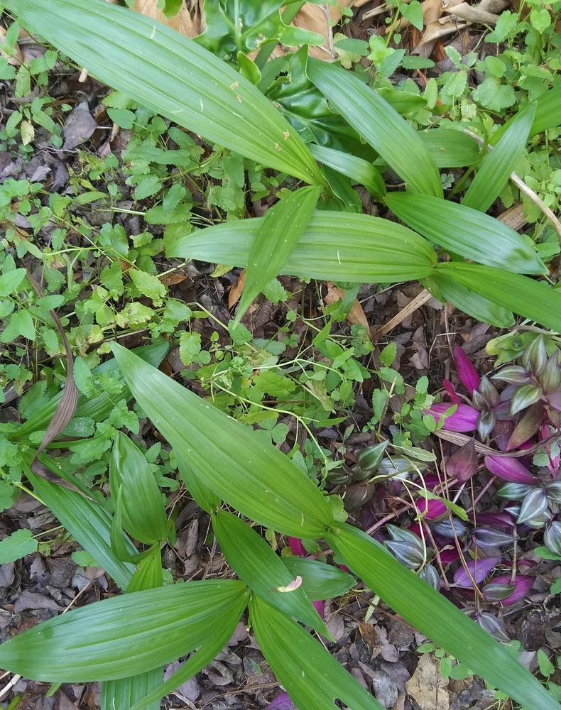 Photo of Chinese Ground Orchid (Bletilla striata) uploaded by purpleinopp
